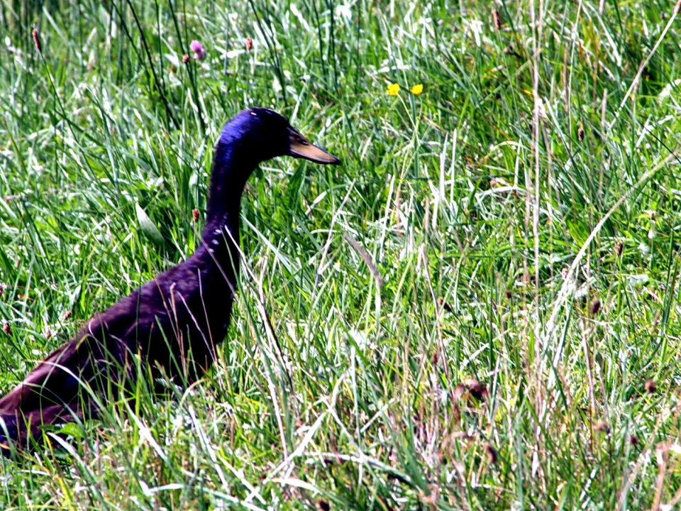 Dunkel gefiederte Ente schreitet im hohen grünen Gras nach rechts, im Profil, mit gelben Blüten im Hintergrund.