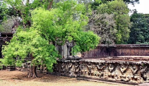 Ein großer Baum mit hellgrünem Laub wächst vor alten Tempelruinen aus Sandstein, davor eine Mauer mit Steinrelief und trockenes Gras.