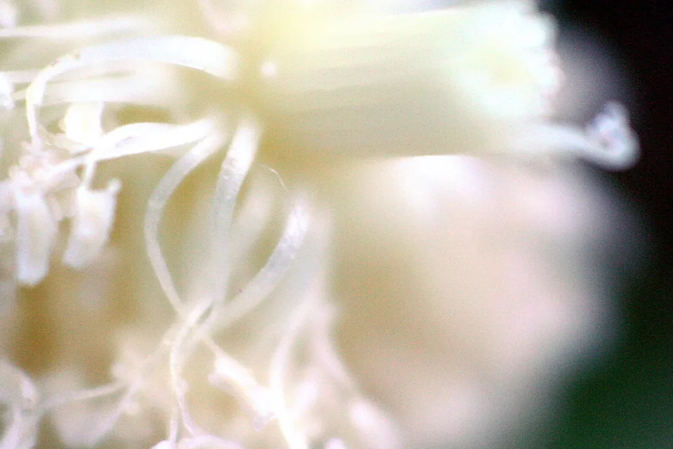 Nahaufnahme einer cremeweißen Blüte mit gebogenen Staubfäden und unscharfem, hellem Hintergrund