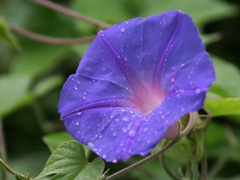 Nahaufnahme einer blau-violetten Trichterwinde mit vielen Wassertropfen auf den Blütenblättern, davor unscharfes grünes Laub.