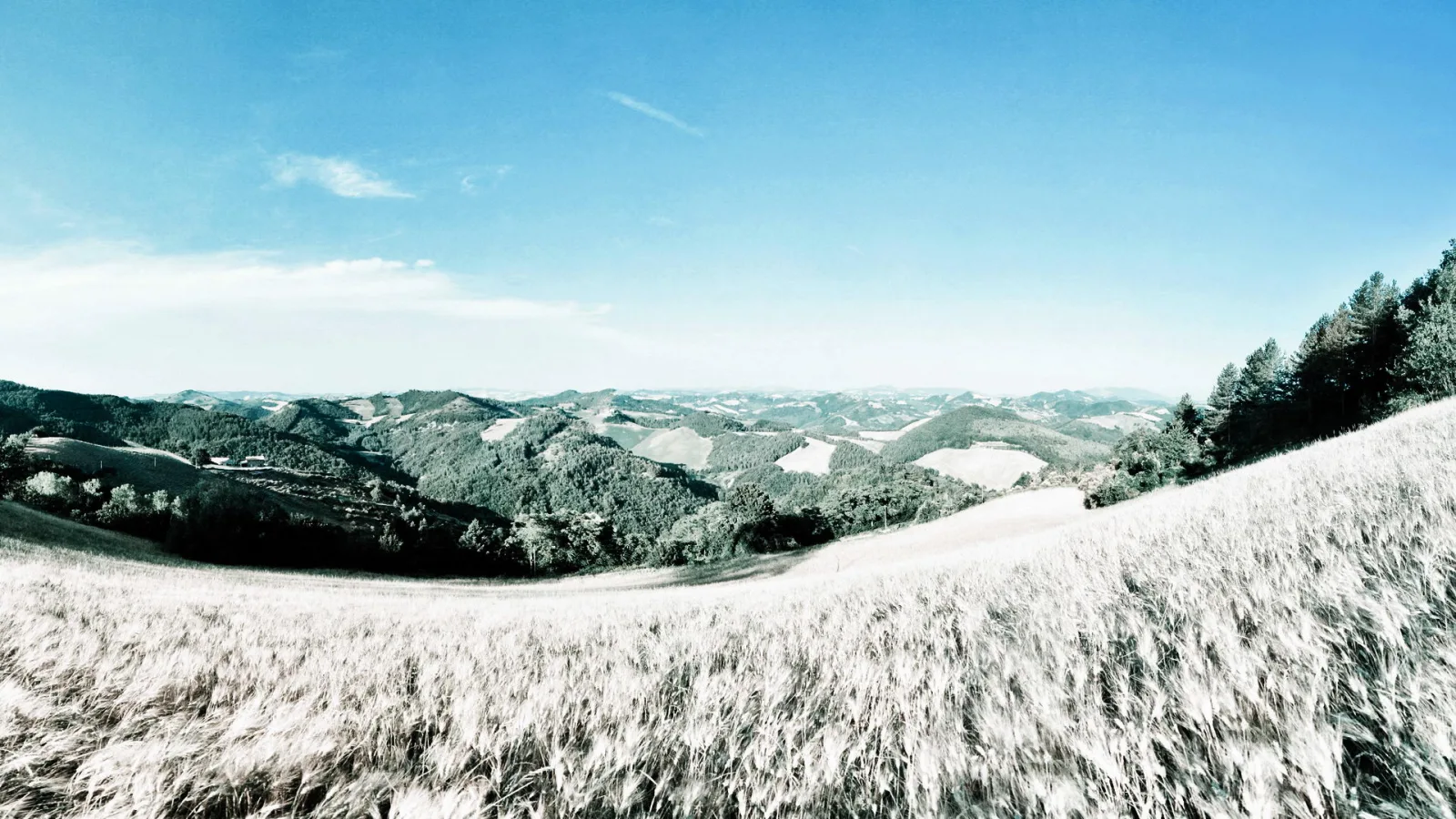 Weites Panorama über bewaldete Hügel mit einem goldgrauen Getreidefeld im Vordergrund unter blauem Himmel.