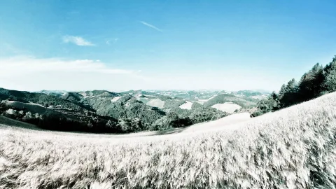 Weites Panorama über bewaldete Hügel mit einem goldgrauen Getreidefeld im Vordergrund unter blauem Himmel.