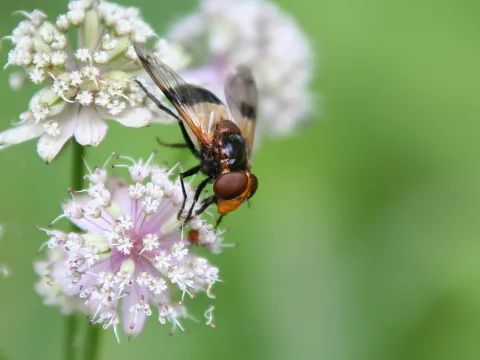 Schwebfliege mit braunem Kopf und dunkel gebändertem Hinterleib sitzt auf einer weiß-rosa Doldenblüte vor unscharfem grünem Hintergrund.