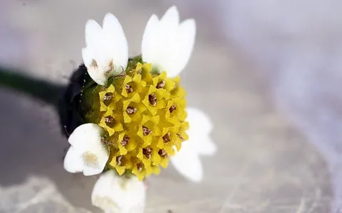 Makroaufnahme einer kleinen Blüte mit gelber Scheibe aus winzigen Röhrenblüten, umgeben von weißen Blütenblättern vor grauem, unscharfem Hintergrund.
