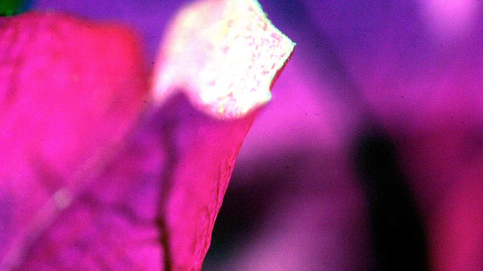 Makroaufnahme einer pinken Blütenblattkante mit hellem, schillerndem Glanzpunkt vor violettem, unscharfem Hintergrund.