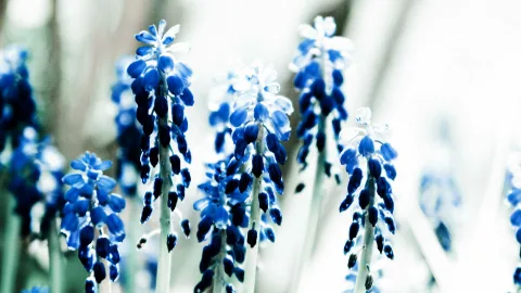 Mehrere blaue Traubenhyazinthen mit dichten, traubenförmigen Blüten auf hellen Stängeln vor unscharfem, hellem Hintergrund.