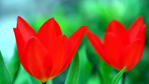 Zwei rote Tulpen mit grünen Blättern vor einem stark unscharfen grünen Hintergrund.