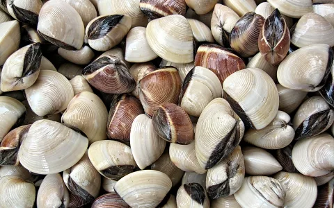 Dicht gehäufte Venusmuscheln mit cremeweißen und braunen Schalen, teils mit dunklen Schalenrändern, von oben fotografiert.