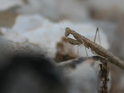 Graubraune Gottesanbeterin sitzt auf einem Stein, der Kopf zeigt nach vorn, im Hintergrund helle, unscharfe Fläche.
