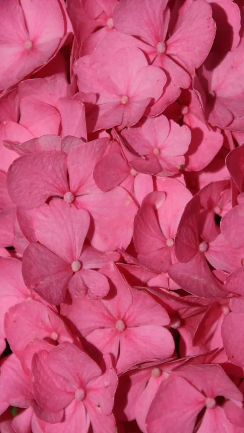Dicht gedrängte rosa Hortensienblüten, aus nächster Nähe fotografiert.