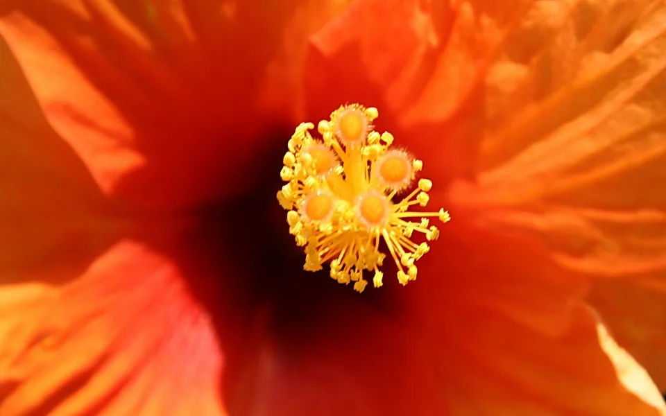 Nahaufnahme einer orangeroten Hibiskusblüte mit gelben Staubblättern und Staubbeuteln in der Mitte