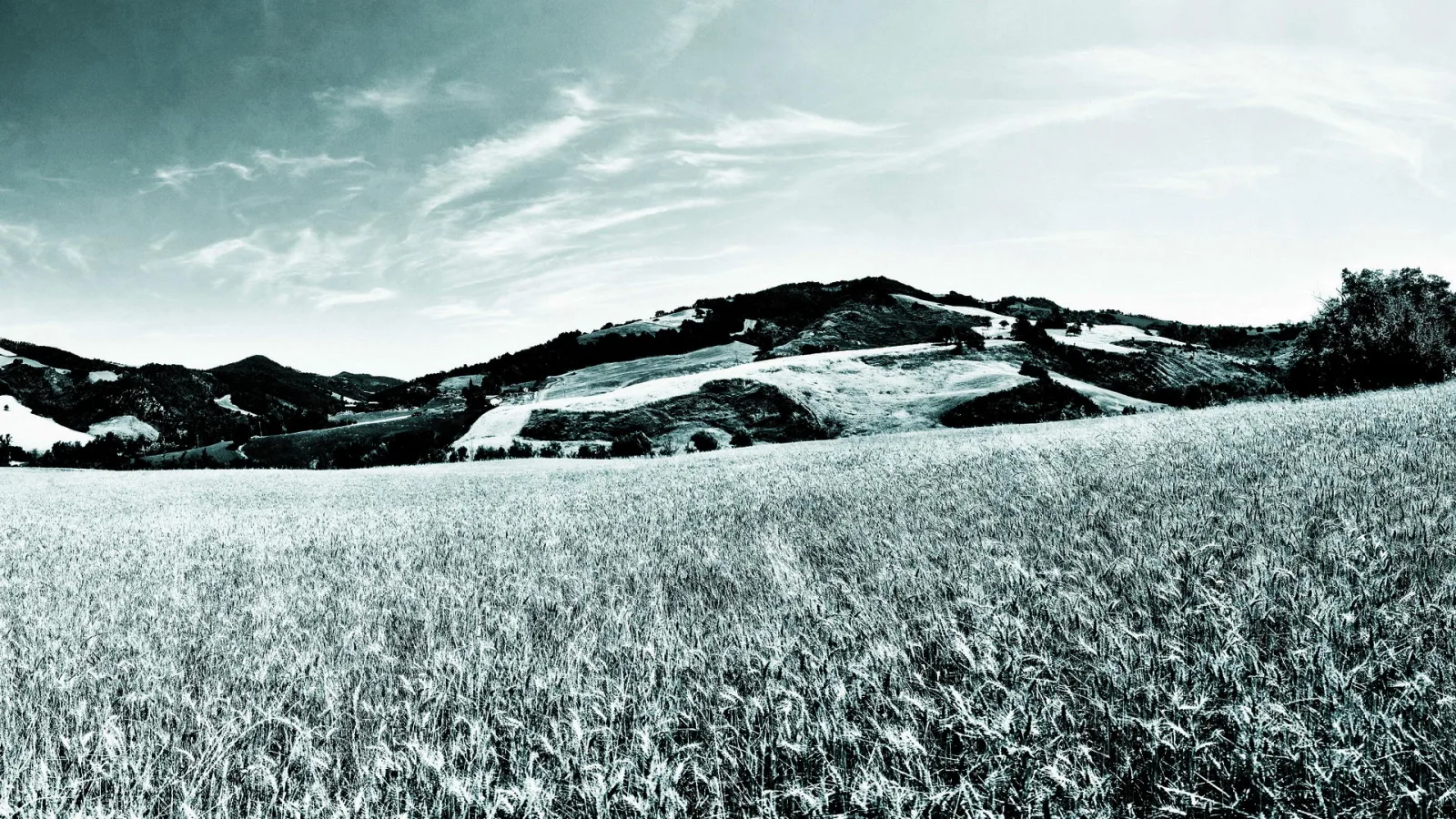 Schwarz-weiße Hügellandschaft mit Getreidefeld im Vordergrund und bewölktem Himmel.
