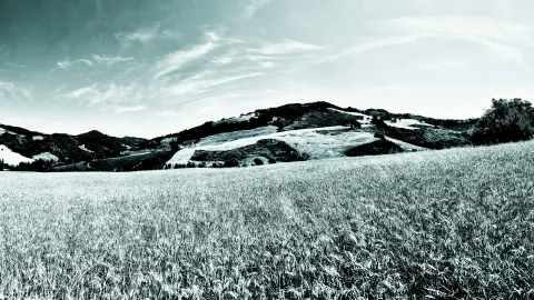 Schwarz-weiße Hügellandschaft mit Getreidefeld im Vordergrund und bewölktem Himmel.