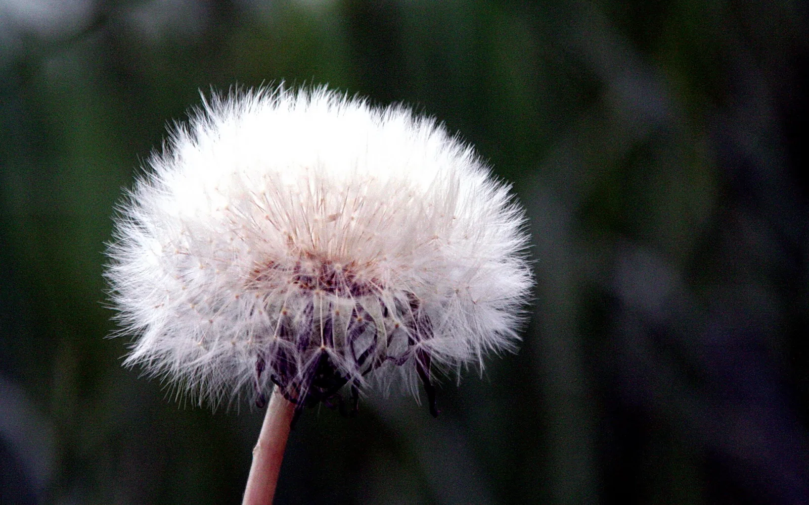 Pusteblume mit weißem, fedrigem Samenschirm vor unscharfem, dunkelgrünem Hintergrund.