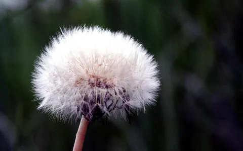 Pusteblume mit weißem, fedrigem Samenschirm vor unscharfem, dunkelgrünem Hintergrund.