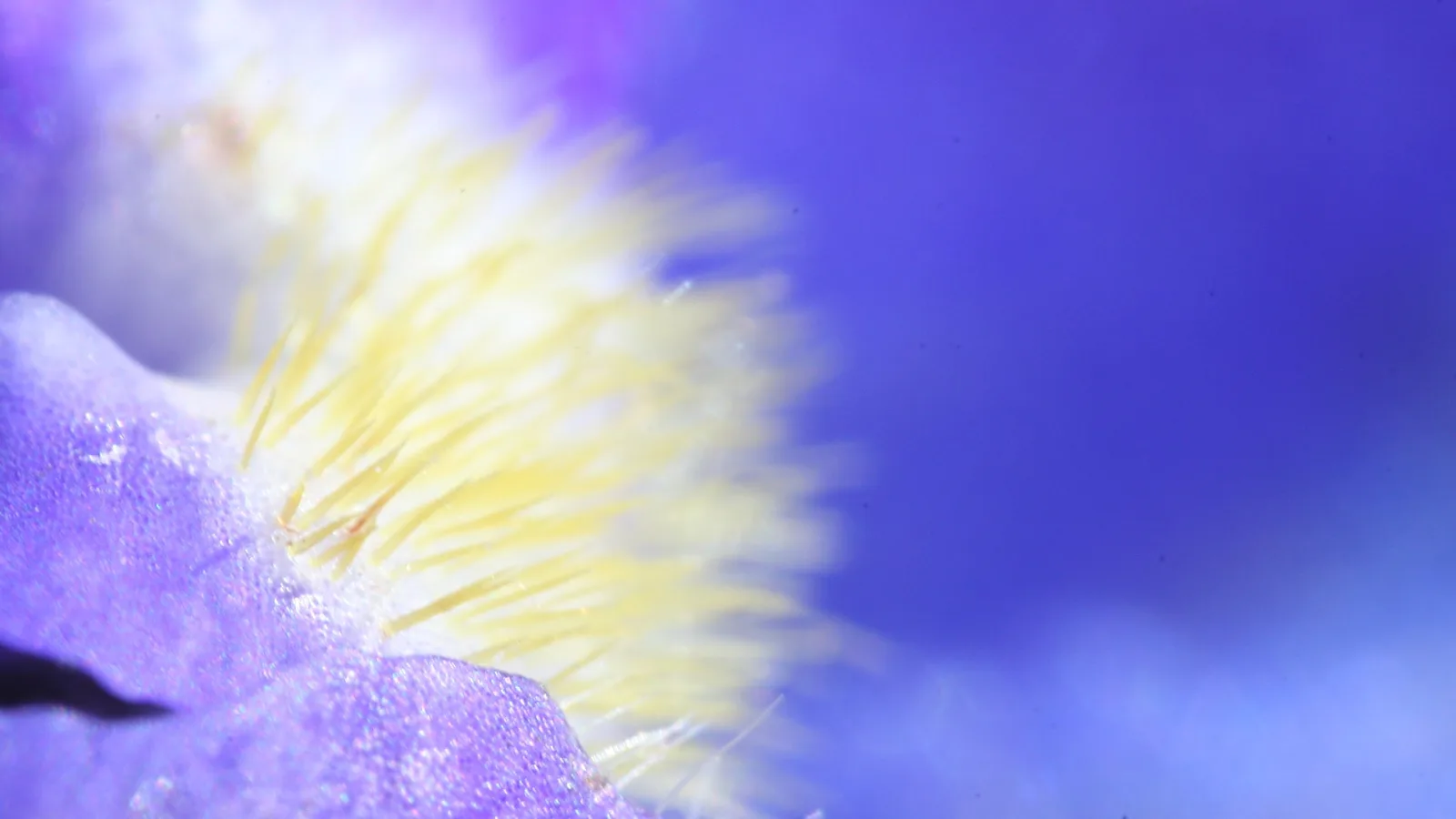 Nahaufnahme einer violetten Blütenblattkante mit gelben, flaumigen Härchen vor unscharf blauem Grund.