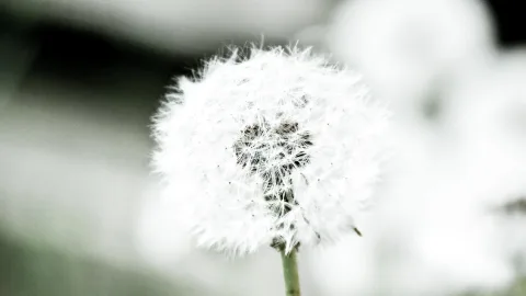 Eine weiße Pusteblume mit abstehenden Samenschirmchen auf einem grünen Stängel, im Vordergrund scharf, der Hintergrund stark verschwommen in Grautönen.