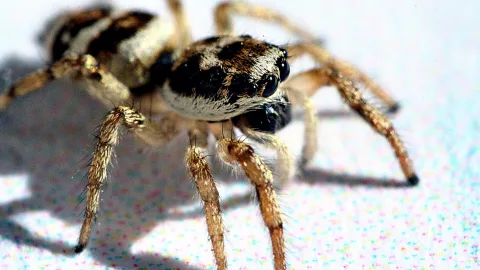 Zebraspringspinne mit großen schwarzen Augen blickt frontal in die Kamera, braun-weiß gestreifte Beine vor hellem, buntgesprenkeltem Hintergrund.