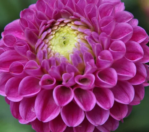 Nahaufnahme einer pinkfarbenen Dahlienblüte mit dicht gestaffelten Blütenblättern und gelber Mitte vor grünem, unscharfem Hintergrund