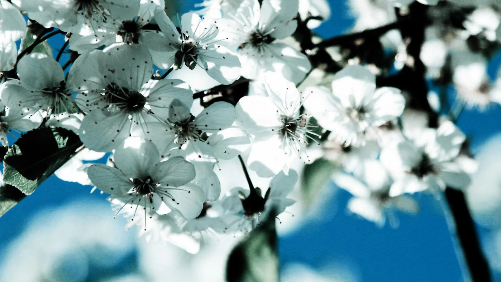 Zweig mit weißen Kirschblüten mit dunkler Mitte und Staubgefäßen, im Vordergrund scharf, im Hintergrund unscharf vor blauem Himmel