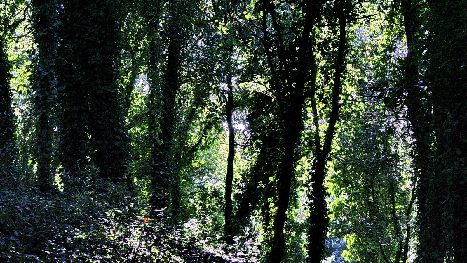 Dichter Wald mit efeubewachsenen Baumstämmen, durch das Blätterdach fällt Gegenlicht auf dunkles Unterholz