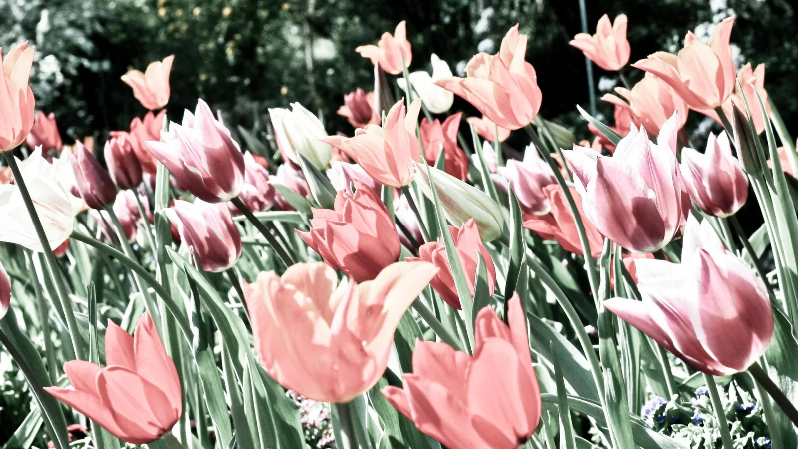 Ein Beet mit vielen rosafarbenen und hellen Tulpen auf dünnen grünen Stielen, im Hintergrund unscharfes dunkles Grün.