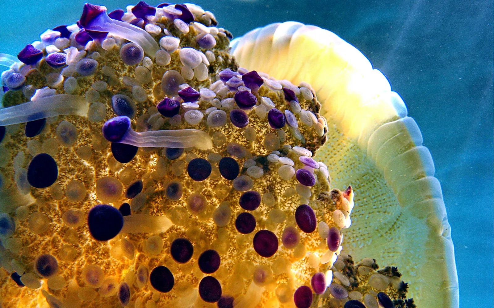 Nahaufnahme einer gelblichen Qualle unter Wasser mit vielen kleinen weißen und lila Aufsätzen auf dem Schirm und einem hellen Rand im Vordergrund vor blauem Wasser