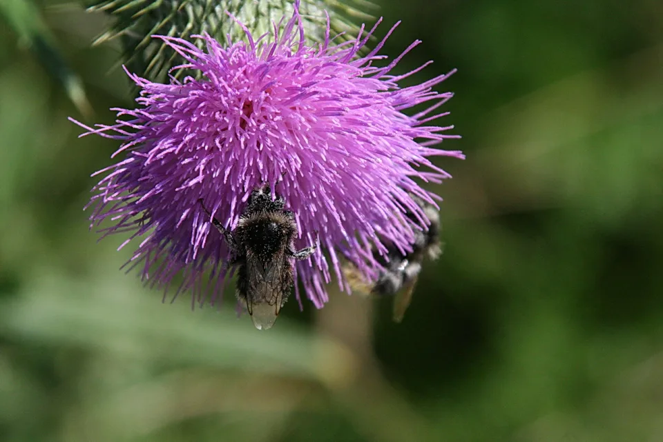 Eine Hummel sitzt auf einer lila Distelblüte, im Hintergrund unscharfes Grün.