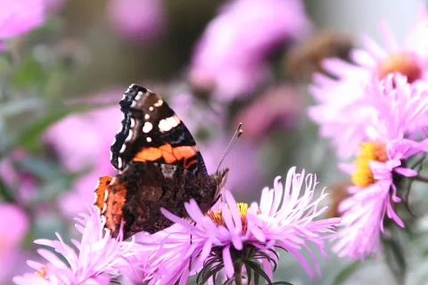 Roter Admiral mit geöffneten Flügeln sitzt auf einer rosa Aster, im Hintergrund unscharfe Blüten.