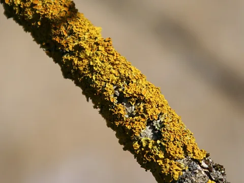 Ast, dicht bewachsen mit gelb-oranger Flechte, diagonal von links oben nach rechts unten, vor unscharfem beigem Hintergrund.