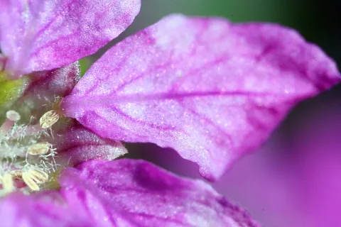Makroaufnahme eines violetten Blütenblatts mit feinen Adern und glitzernder Oberfläche, im Vordergrund sind gelbliche Staubgefäße zu sehen, der Hintergrund ist unscharf.