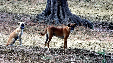 Zwei braune Hunde auf kargem, staubigem Boden vor einem dicken Baumstamm. Links sitzt ein helles Tier, rechts steht ein braun-schwarzer Hund und blickt in die Kamera.