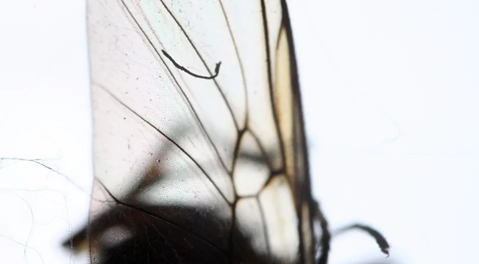 Nahaufnahme eines transparenten Insektenflügels mit dunklen Adern vor hellem Hintergrund, unten verschwommener dunkler Körper