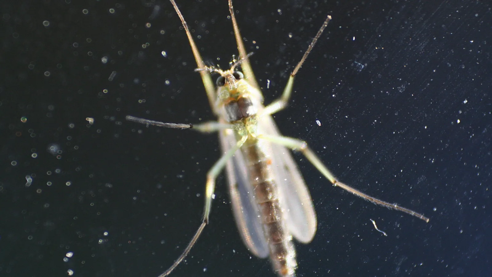 Eine Mücke mit langen Beinen und durchsichtigen Flügeln schwebt vor einem dunklen Hintergrund, auf dem kleine Wassertropfen oder Staubpartikel verteilt sind.