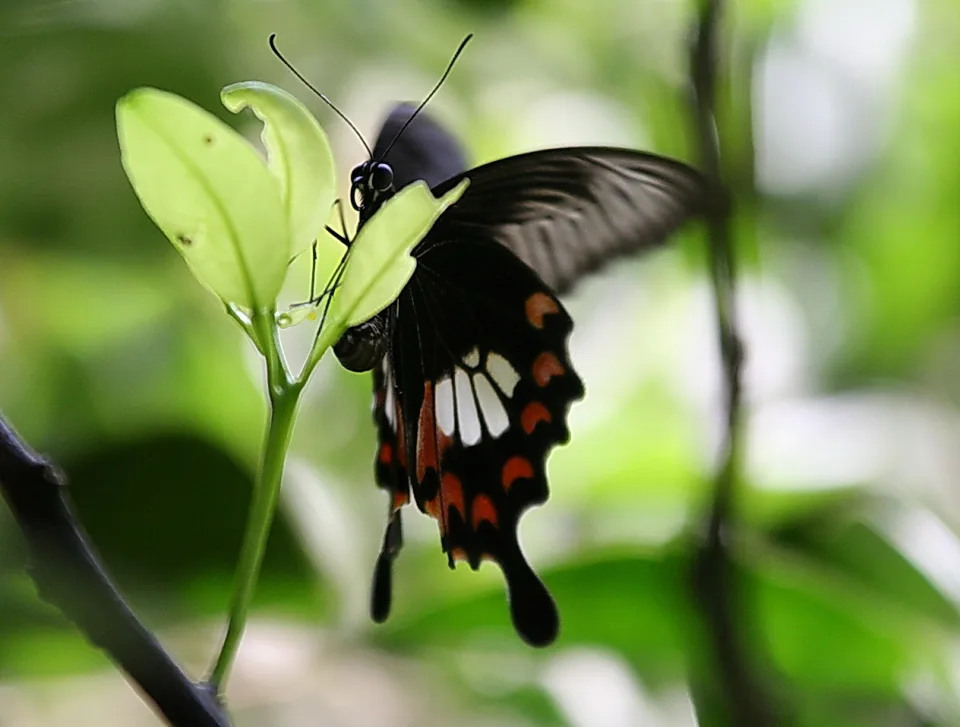 Ein schwarzroter Schmetterling mit roten und weißen Flecken sitzt seitlich auf einem hellgrünen Blatt, im Hintergrund unscharfes Grün.