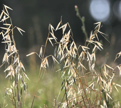 Halme von Wildhafer mit hellen, ährenartigen Rispen vor einer unscharfen grünen Wiese und dunklem Hintergrund, von der Sonne hinterleuchtet.