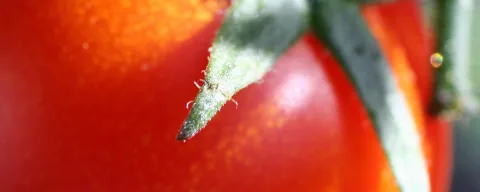 Nahaufnahme einer roten Tomate, davor ein spitzes grünes Kelchblatt mit feinen weißen Härchen.
