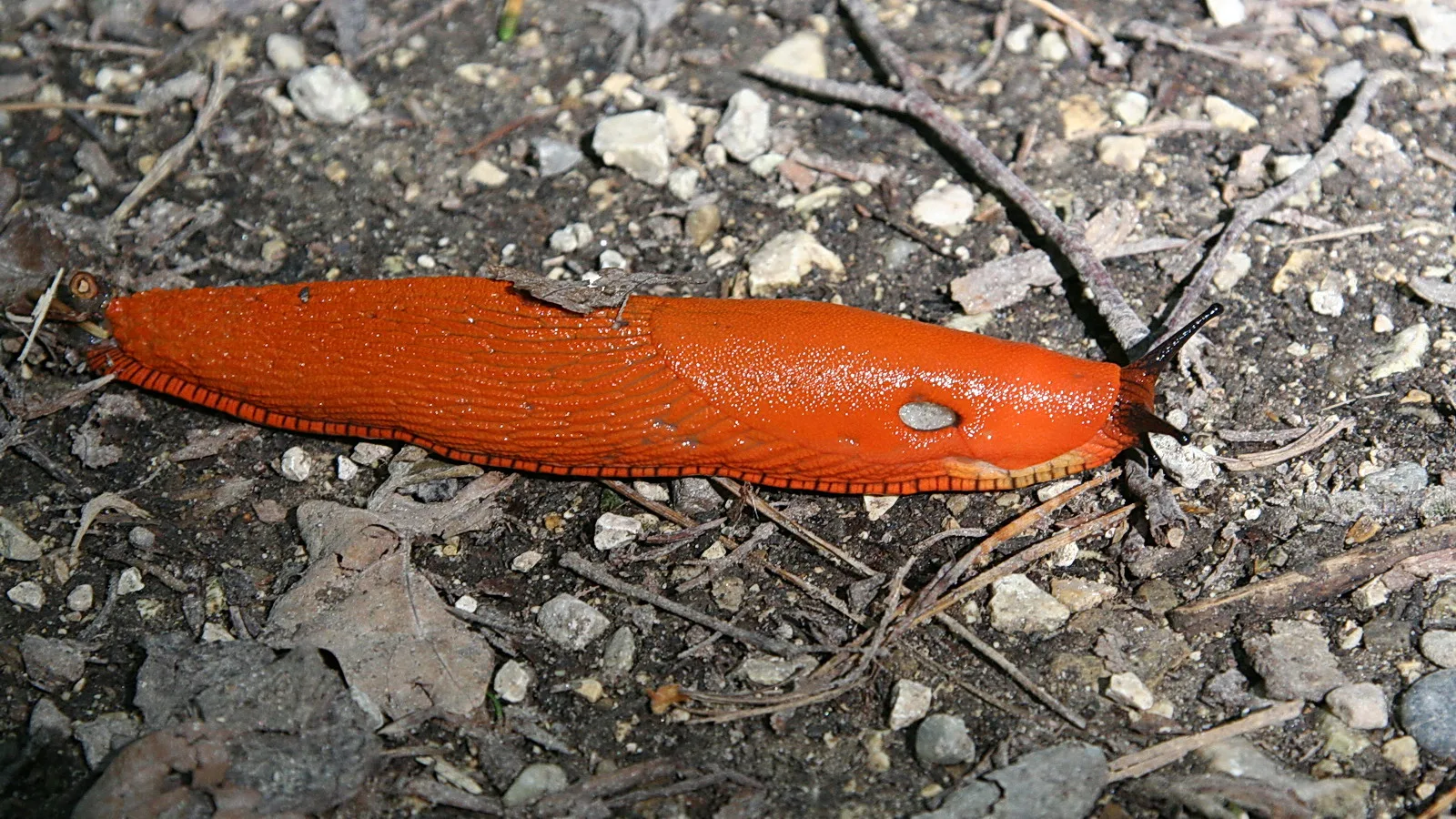 Eine leuchtend orangefarbene Nacktschnecke kriecht über steinigen Erdboden zwischen trockenen Zweigen und kleinen Kieseln.