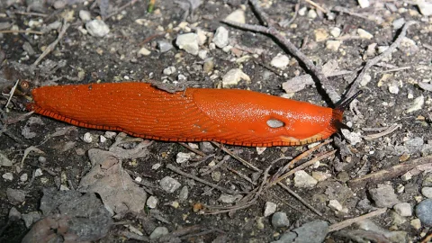 Eine leuchtend orangefarbene Nacktschnecke kriecht über steinigen Erdboden zwischen trockenen Zweigen und kleinen Kieseln.