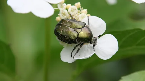 Goldgrüner Käfer mit Fühlern sitzt auf einer weißen Blüte vor grünem, unscharfem Hintergrund.