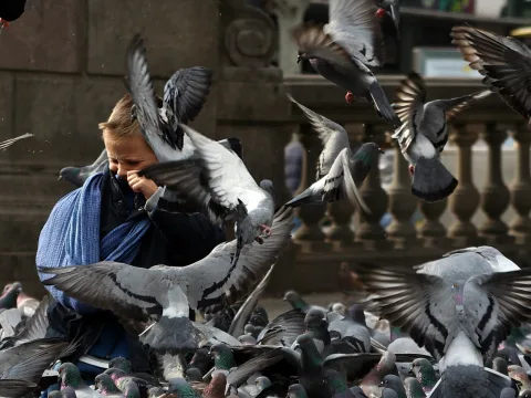 Ein kleiner Junge mit blauem Tuch hält sich die Hand vors Gesicht, während um ihn herum zahlreiche Tauben auffliegen und am Boden picken.
