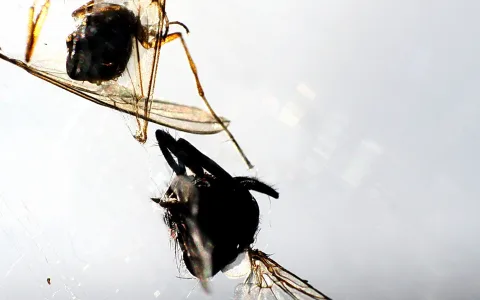 Zwei dunkle Insekten mit durchsichtigen Flügeln hängen im Spinnennetz vor hellem, grauem Hintergrund.