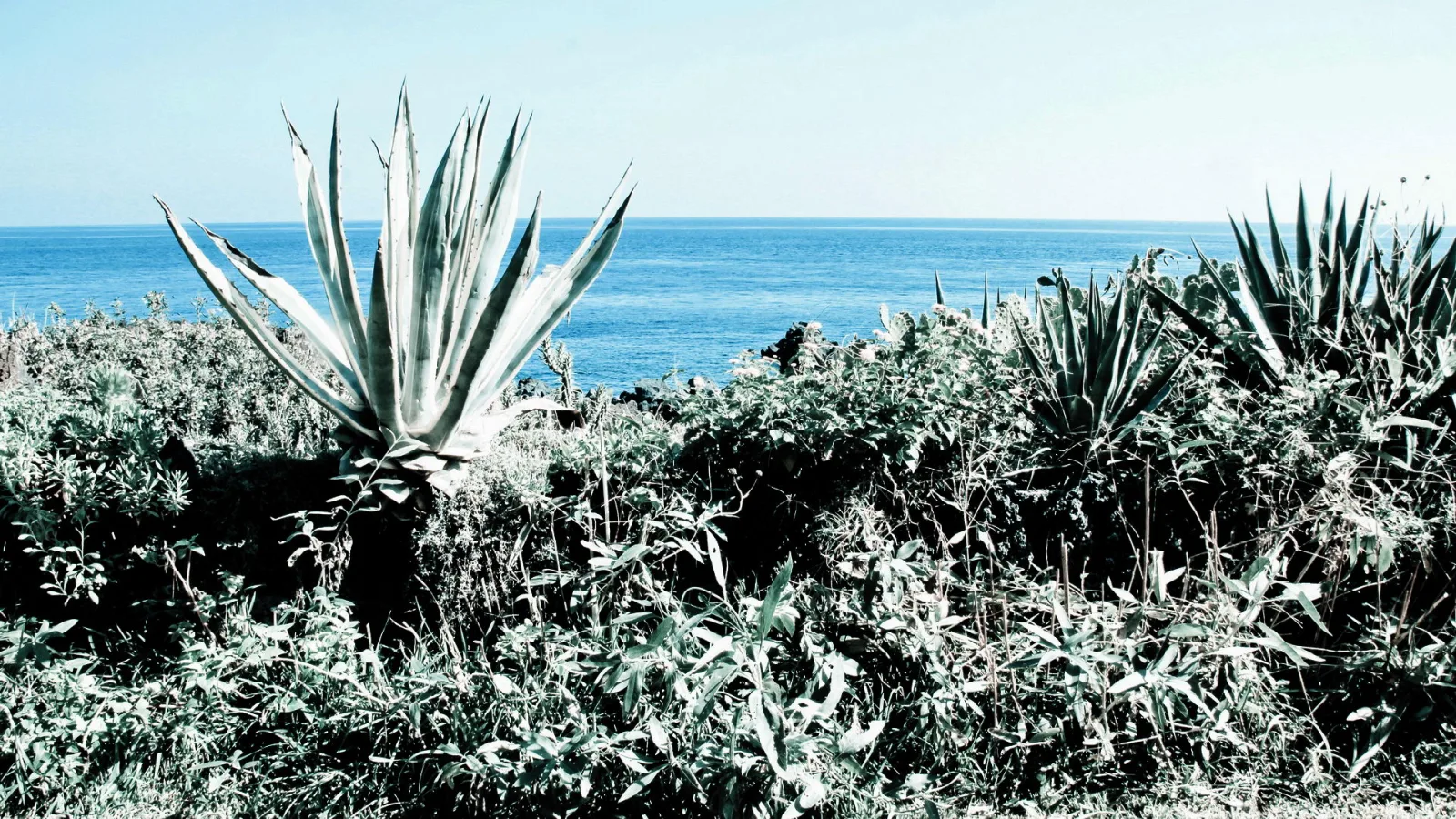 Große Agave im Vordergrund, dahinter dichtes Gebüsch und blaues Meer unter klarem Himmel