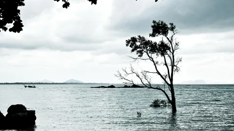 Ein kahler Baum steht im flachen, grauen Meerwasser, links ragt ein dunkler Felsen ins Bild, im Hintergrund liegen Inseln unter bewölktem Himmel, und ein kleines Boot fährt am Horizont.