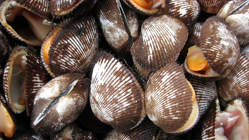 Haufen brauner, gerillter Muscheln, einige geöffnet mit orangefarbenem Fleisch.