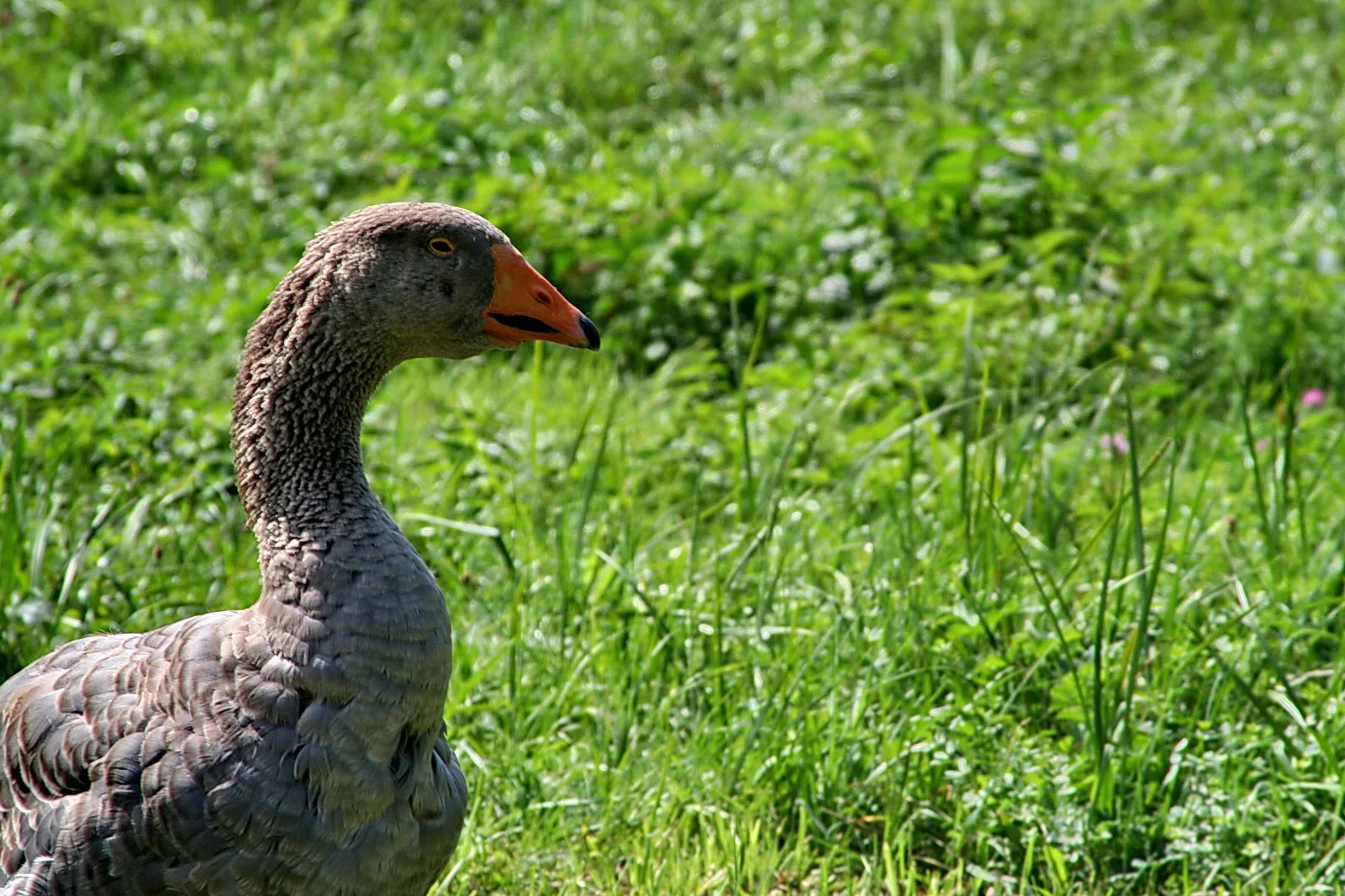 Graugans im Profil auf einer grünen Wiese, Blick nach links, orangefarbener Schnabel