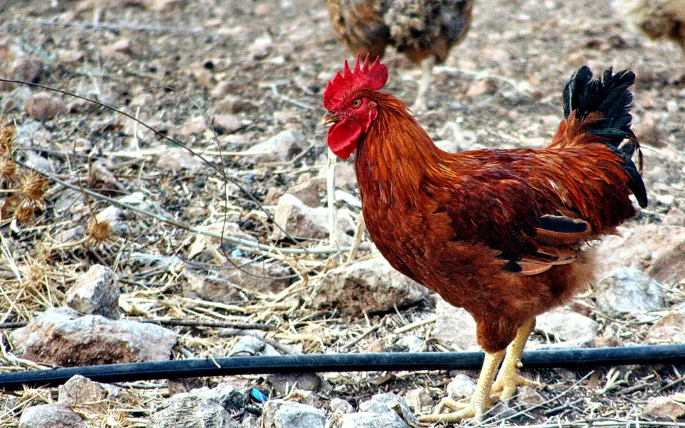 Brauner Hahn mit rotem Kamm steht auf trockener Erde zwischen Steinen, Grashalmen und einem schwarzen Schlauch.