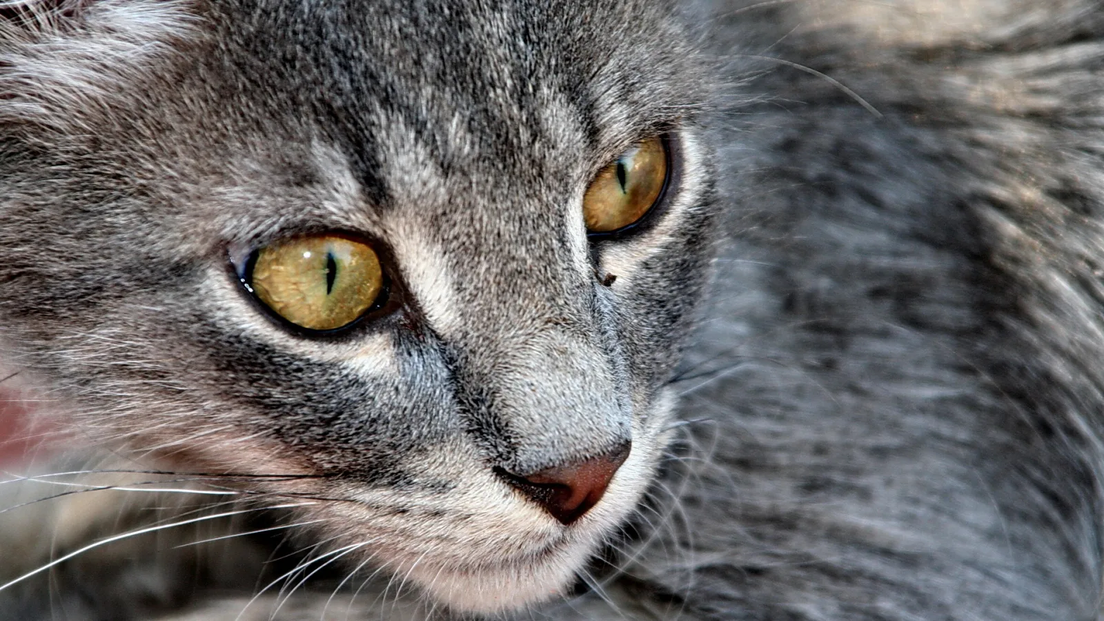 Nahaufnahme des Kopfes einer grauen Katze mit gelbgrünen Augen und rosafarbener Nase
