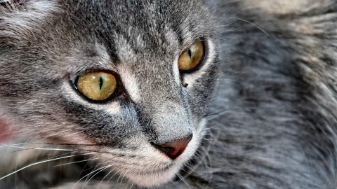 Nahaufnahme des Kopfes einer grauen Katze mit gelbgrünen Augen und rosafarbener Nase