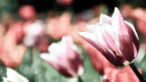 Eine rosa-weiße Tulpe steht scharf im rechten Bildbereich, dahinter sind unscharfe rosa und rote Tulpen vor dunklem Grün zu sehen.